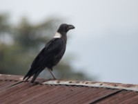 White-necked Raven (Corvus albicollis)