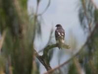 Augur Buzzard (Buteo augur)