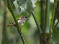 Speckled Tinkerbird (Pogoniulus scolopaceus)