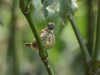 Speckled Tinkerbird (Pogoniulus scolopaceus)