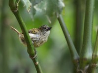Speckled Tinkerbird (Pogoniulus scolopaceus)