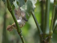 Speckled Tinkerbird (Pogoniulus scolopaceus)