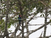 Black Bee-eater (Merops gularis)