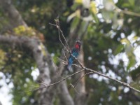 Black Bee-eater (Merops gularis)
