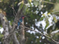 Black Bee-eater (Merops gularis)