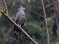 African Harrier-Hawk (Polyboroides typus)