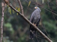 African Harrier-Hawk (Polyboroides typus)