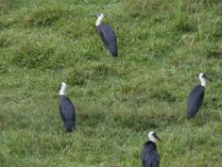 Woolly-necked Stork (Ciconia episcopus)