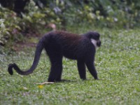 L'Hoest's Monkey (Cercopithecus lhoesti)