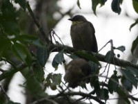 Yellow-throated Leaflove (Atimastillas flavicollis)