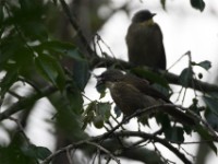 Yellow-throated Leaflove (Atimastillas flavicollis)