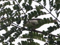 Grey Apalis (Apalis cinerea)