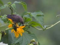 Sunbird sp.