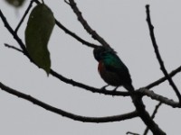 Northern Double-collared Sunbird (Cinnyris reichenowi)