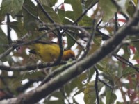 Black-necked Weaver (Ploceus nigricollis)