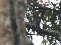 Red-chested Cuckoo (Cuculus solitarius)