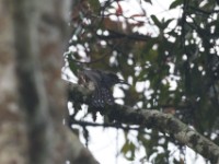 Red-chested Cuckoo (Cuculus solitarius)