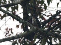 Red-chested Cuckoo (Cuculus solitarius)