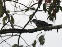 Red-chested Cuckoo (Cuculus solitarius)