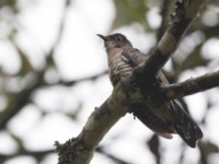 Red-chested Cuckoo (Cuculus solitarius)