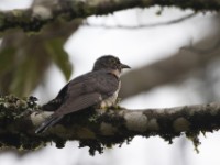 Red-chested Cuckoo (Cuculus solitarius)