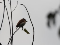 Black-and-white Shrike-flycatcher (Bias musicus)