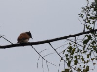 Black-and-white Shrike-flycatcher (Bias musicus)