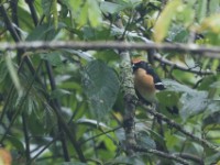 Lühder's Bushshrike (Laniarius luehderi)