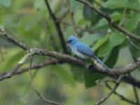 White-tailed Blue Flycatcher (Elminia albicauda)