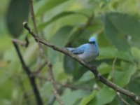 White-tailed Blue Flycatcher (Elminia albicauda)