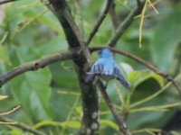 White-tailed Blue Flycatcher (Elminia albicauda)