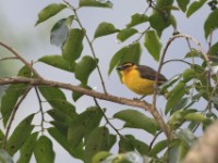 Black-necked Weaver (Ploceus nigricollis)