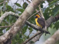 Black-necked Weaver (Ploceus nigricollis)