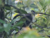 African Goshawk (Accipiter tachiro)