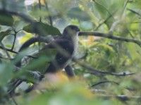 African Goshawk (Accipiter tachiro)