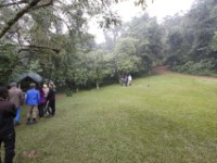 Gorilla Trekking