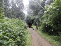 Spider
