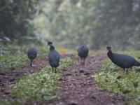Crested Guineafowl (Guttera pucherani)