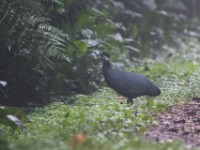 Crested Guineafowl (Guttera pucherani)