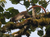 Red-tailed Monkey (Cercopithecus ascanius)