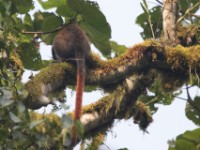 Red-tailed Monkey (Cercopithecus ascanius)
