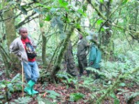 Gorilla Trekking