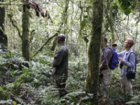 Gorilla Trekking
