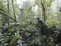 Gorilla Trekking