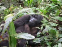 Gorilla Trekking