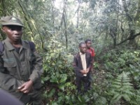 Gorilla Trekking