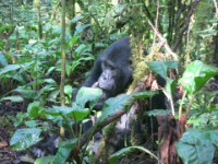 Gorilla Trekking