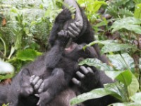 Gorilla Trekking