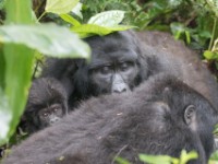 Gorilla Trekking