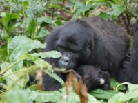 Gorilla Trekking